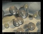 pseudomonas aeruginosa colony on TSA